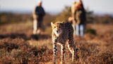 Samara Karoo Reserve in South Africa's Eastern Cape launched a guided hiking adventure to spot cheetahs in the area.